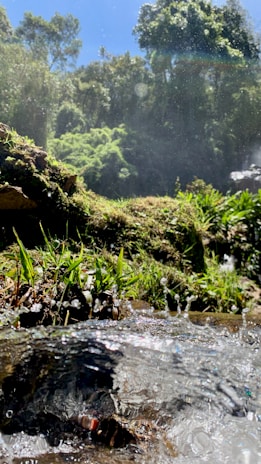 A lush, green forest landscape with sunlight filtering through the trees. A small stream can be seen in the foreground, its clear water splashing over rocks and moss. The dense foliage and vibrant vegetation create a serene and refreshing natural setting.