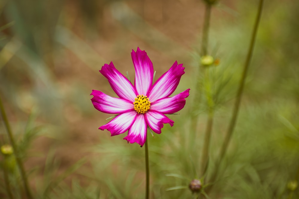 a pink flower with a yellow center in a field