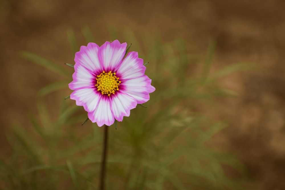 a pink and white flower with a brown background