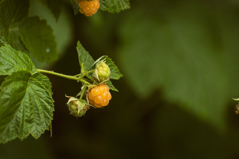 a close up of some yellow berries on a plant