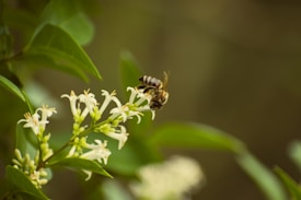 A bee is perched on a cluster of small, delicate white flowers, surrounded by lush green leaves. The bee appears to be collecting nectar, with its wings slightly blurred, conveying a sense of movement. The background is softly blurred, highlighting the bee and flowers in focus.