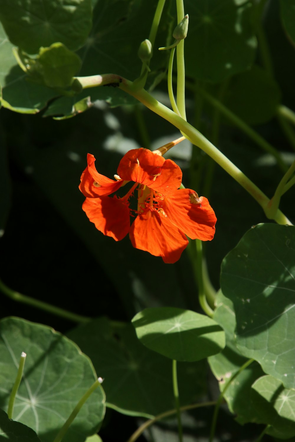 Un primo piano di un fiore su una pianta