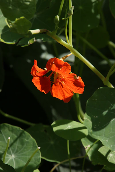 a close up of a flower on a plant