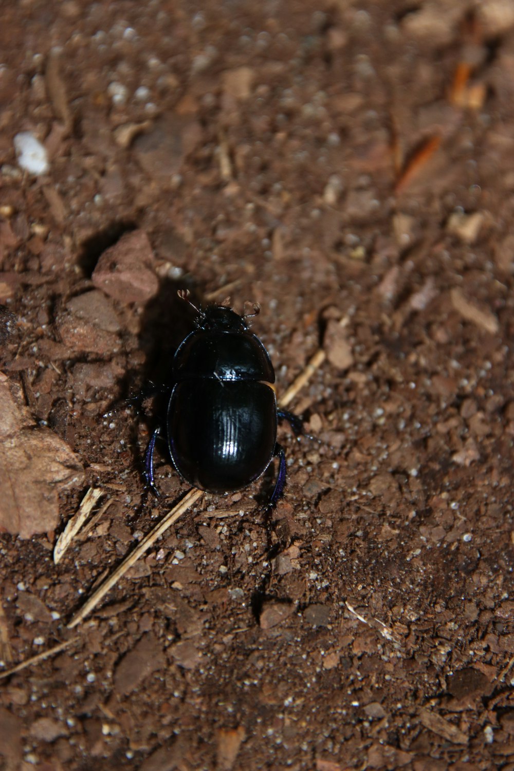 a black bug sitting on top of a dirt field