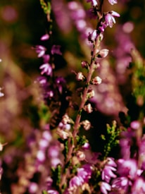 Delicate pink and purple flowers are in focus, with a bee nestled among them. The background is softly blurred, highlighting the vibrant greens and floral colors, giving a sense of a lush garden or wildflower meadow.