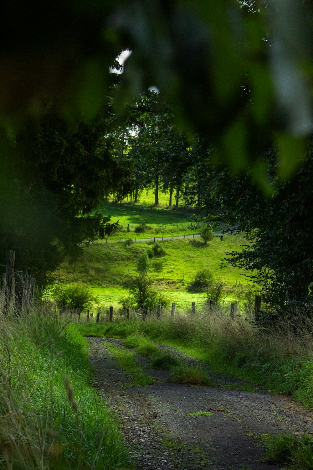 a path in the middle of a lush green field