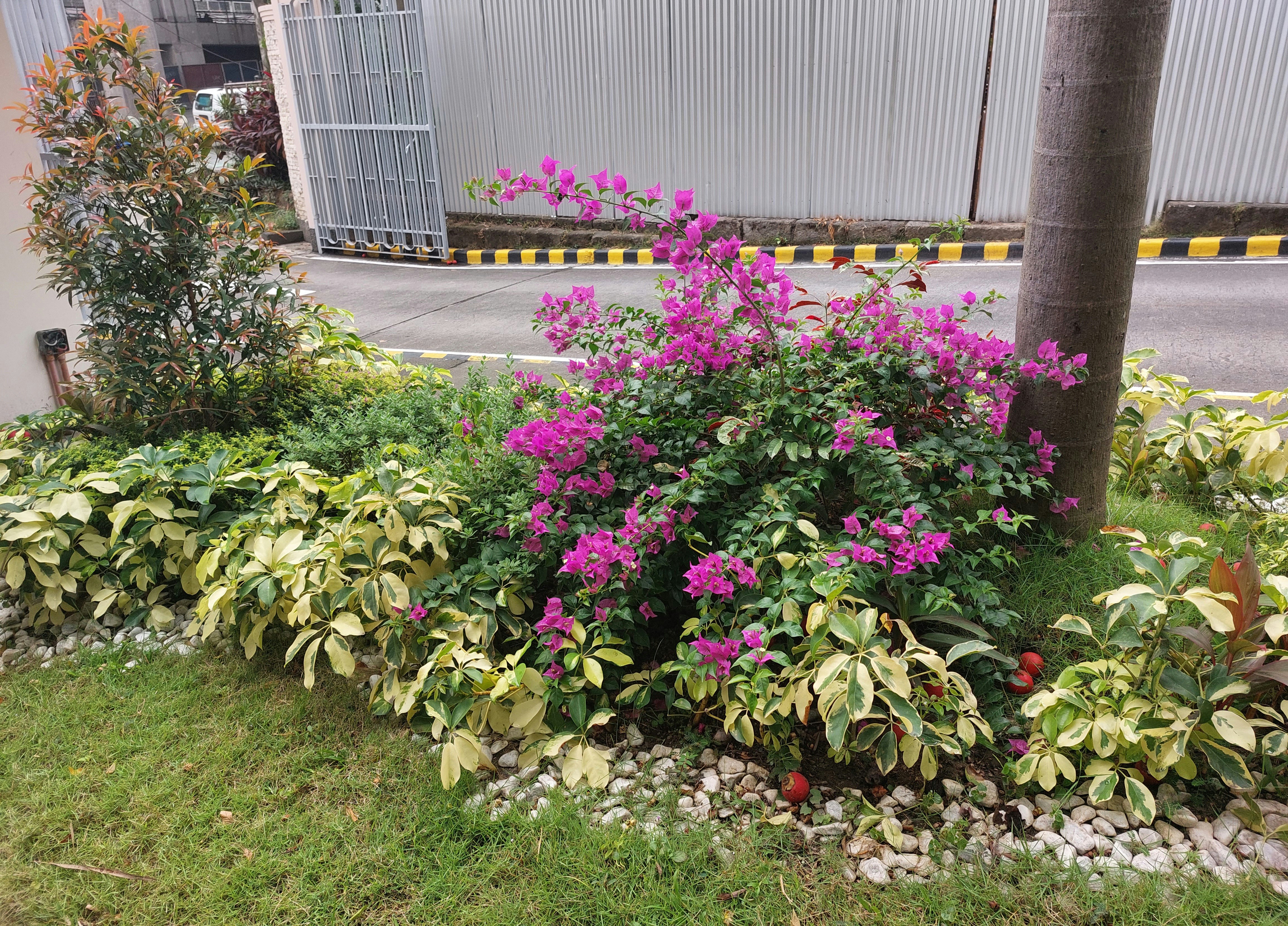 Enhancing Your Landscape with Bougainvillea, Desert Rose, and Palm Trees
