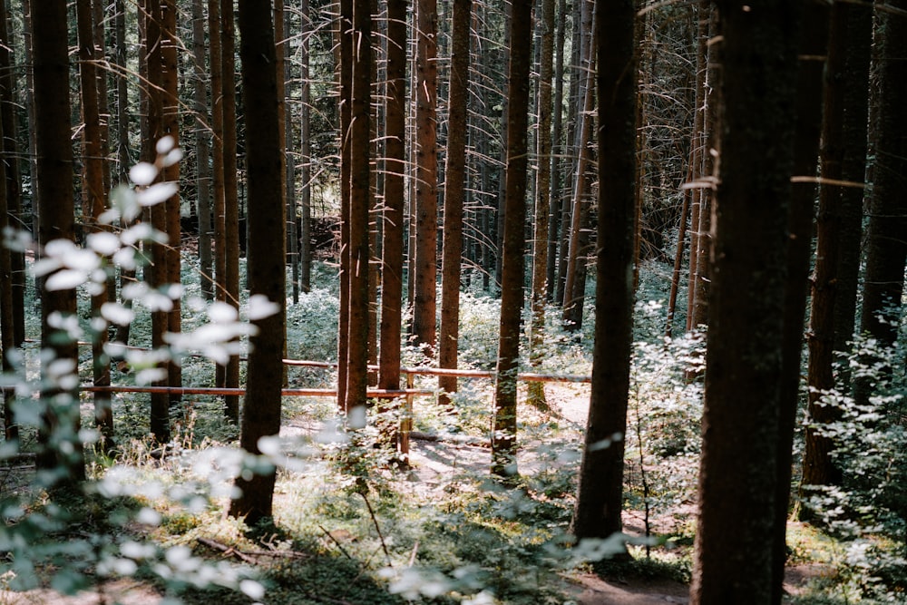 a forest filled with lots of tall trees