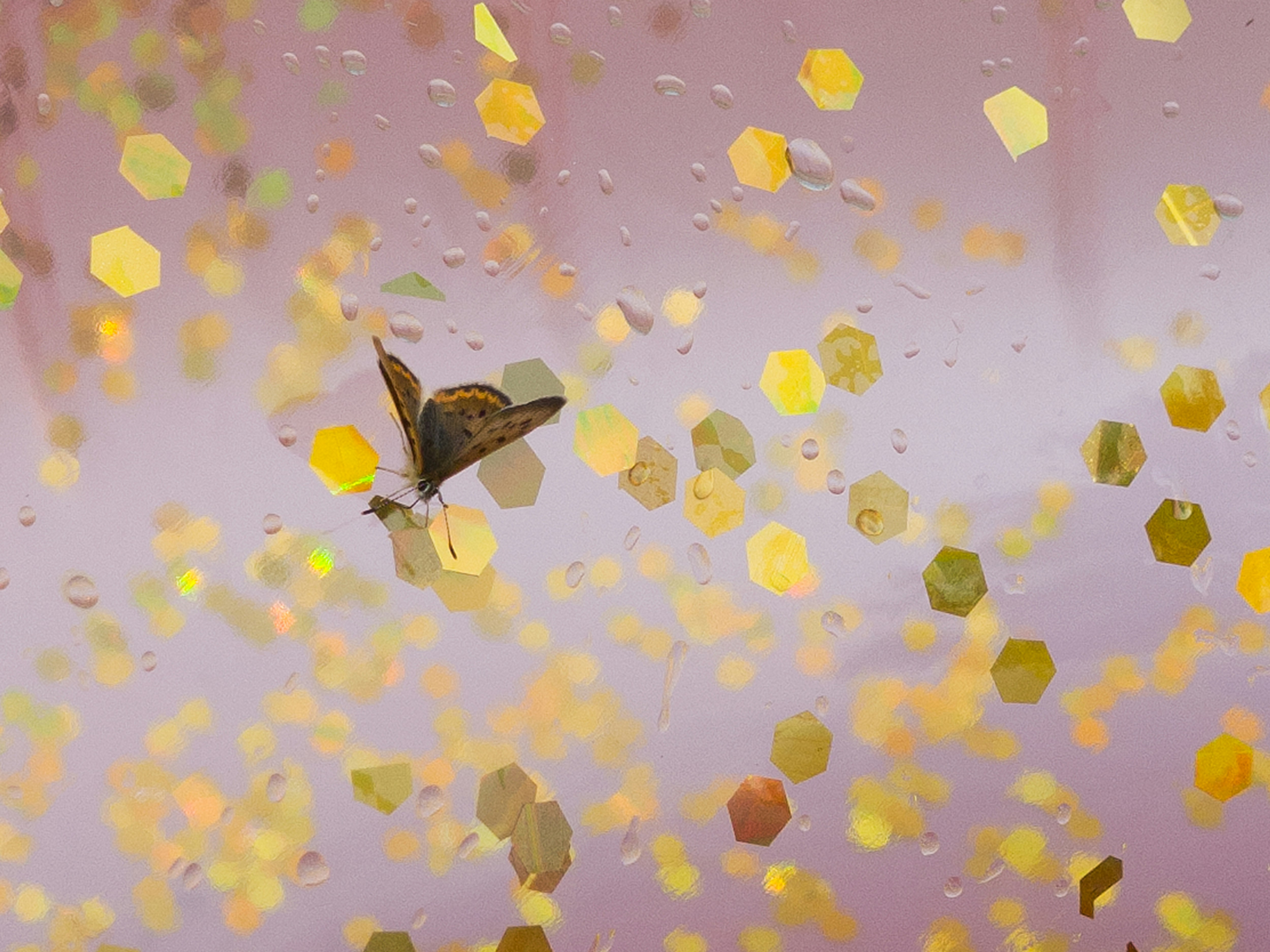 The Butterfly Effect: How a Spilled Coffee Changed the Course of History