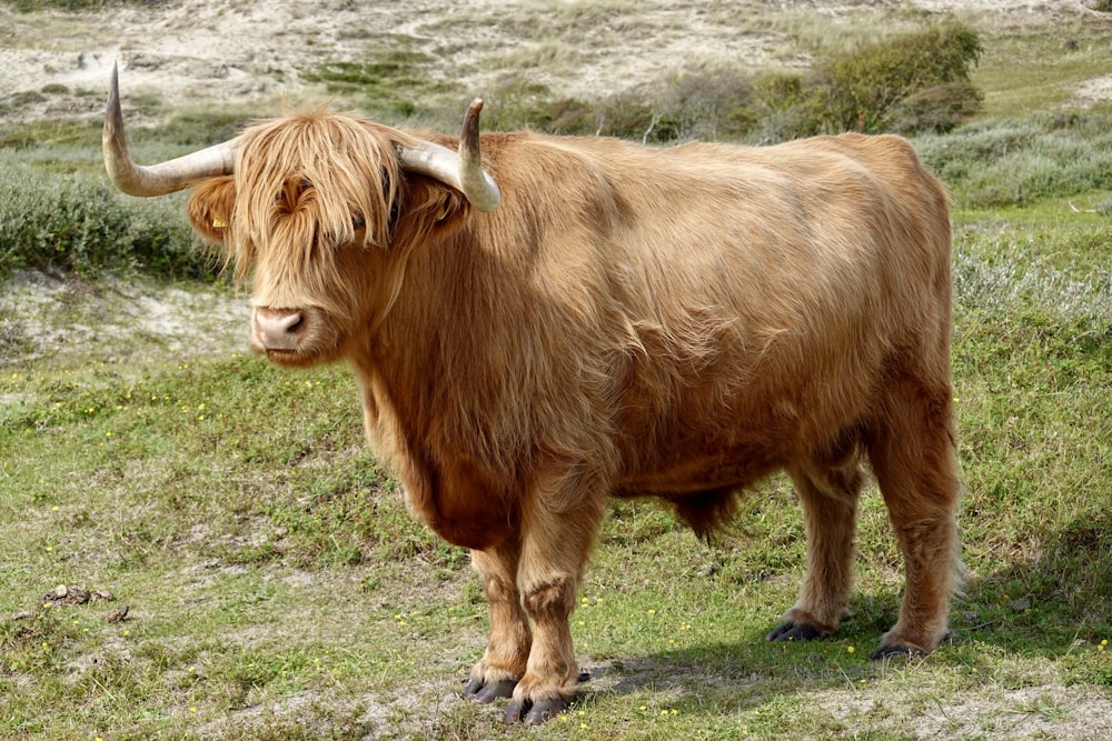 a brown cow with long horns standing in a field