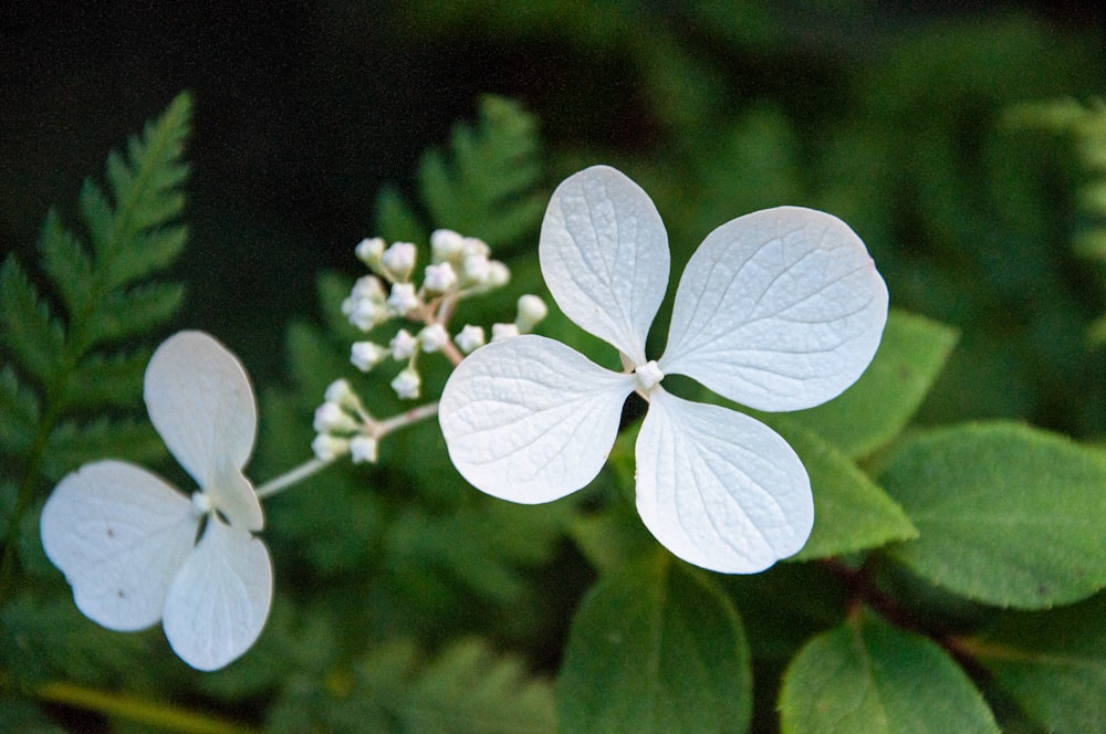 a group of white flowers sitting on top of a lush green field