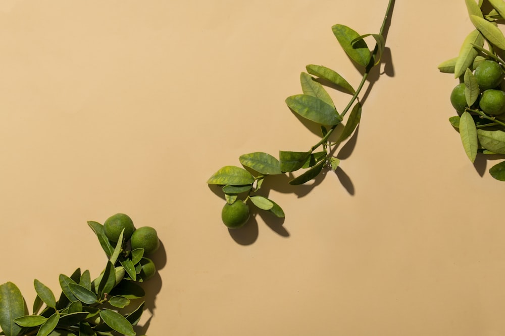 a plant with green leaves on a tan background