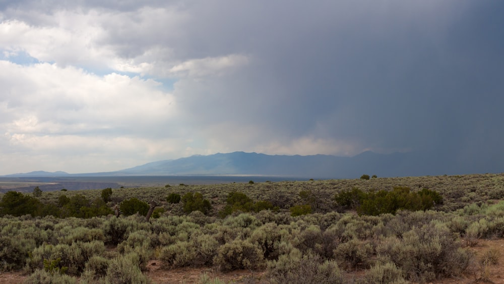 a large field with a mountain in the distance