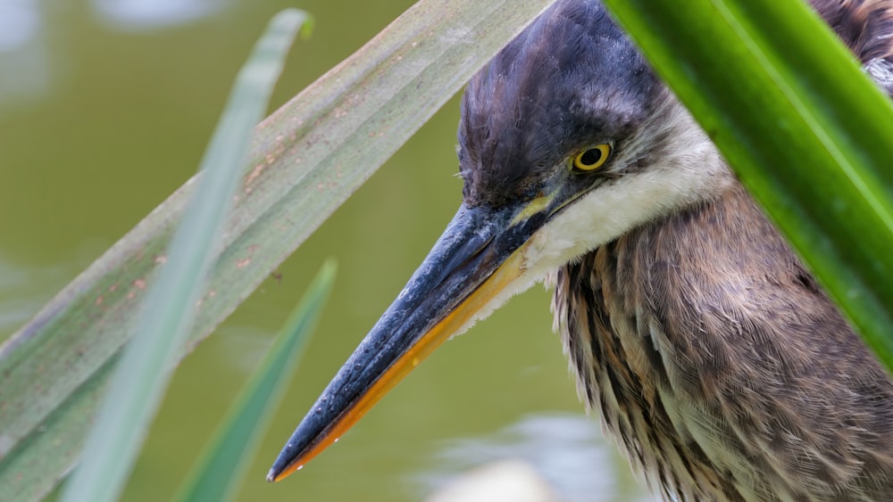 a close up of a bird with a long beak