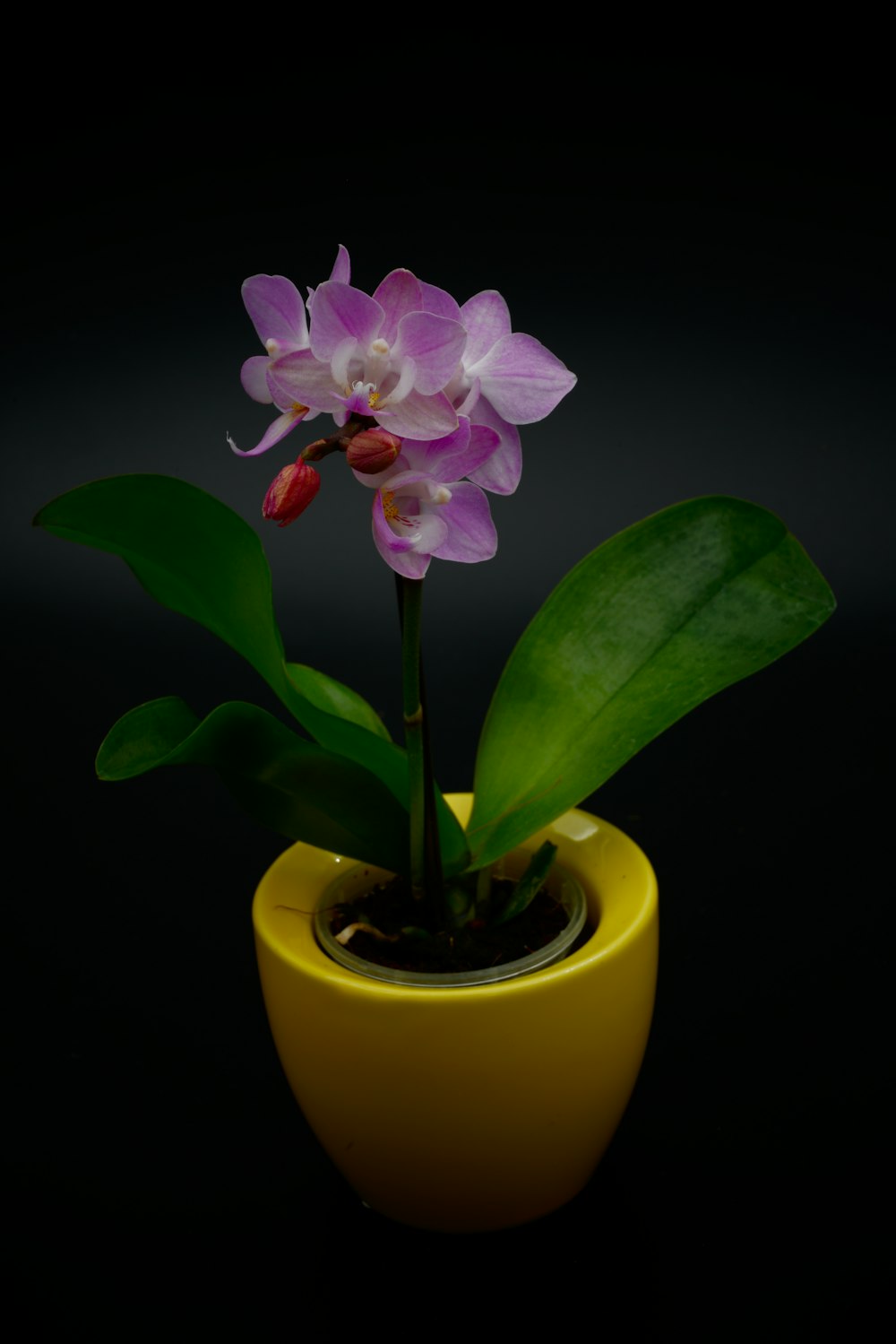 a purple orchid in a yellow pot on a black background