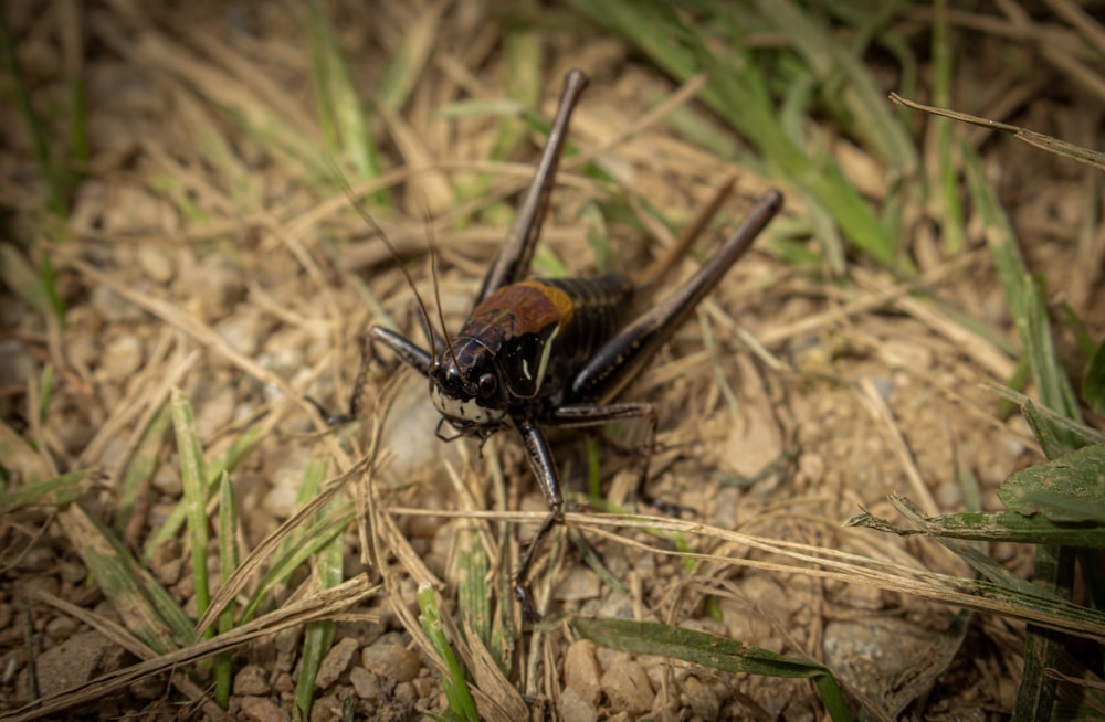 a close up of a bug on the ground