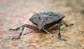 A macro photograph of a brown marmorated stink bug with mottled, rough-textured exoskeleton. The bug is positioned diagonally across the frame against a textured, earthy background that complements its coloration. Its six legs and two antennae are clearly visible, highlighting the intricate details of its natural camouflage.