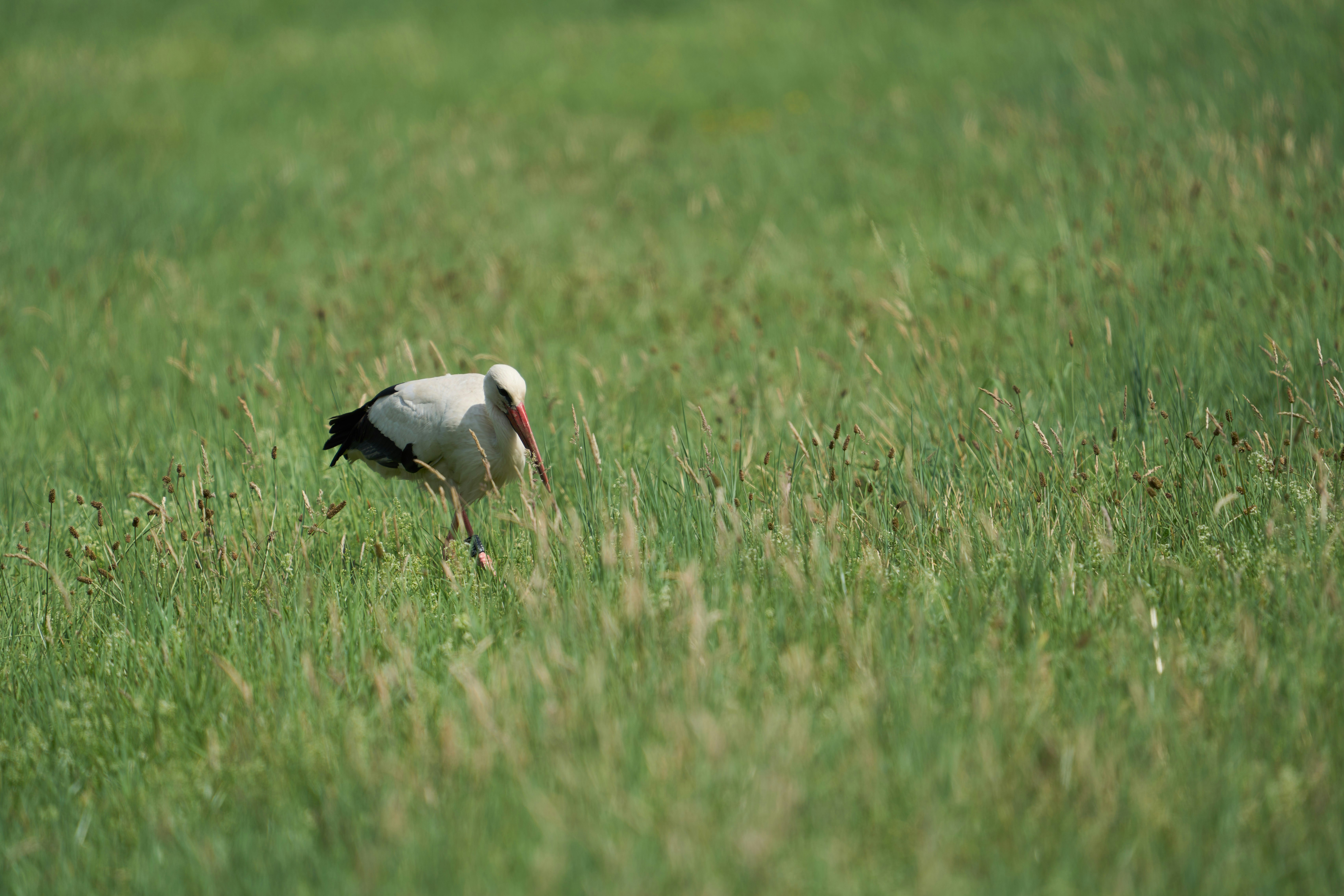 Photo by wolfgang_hasselmann