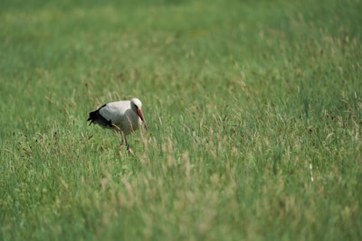 A map of the country highlighting service areas of white stork transport.