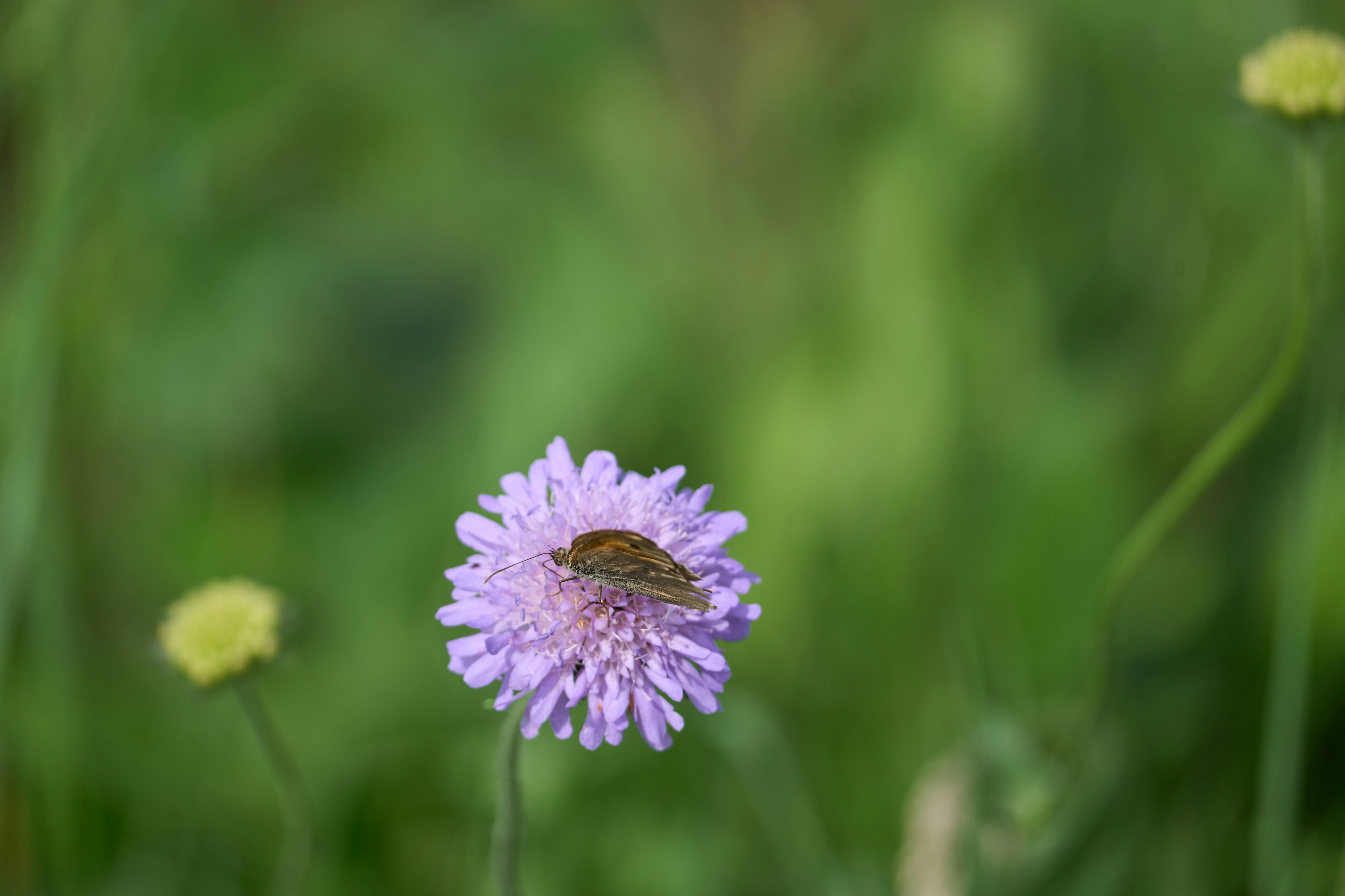 Photo by wolfgang_hasselmann