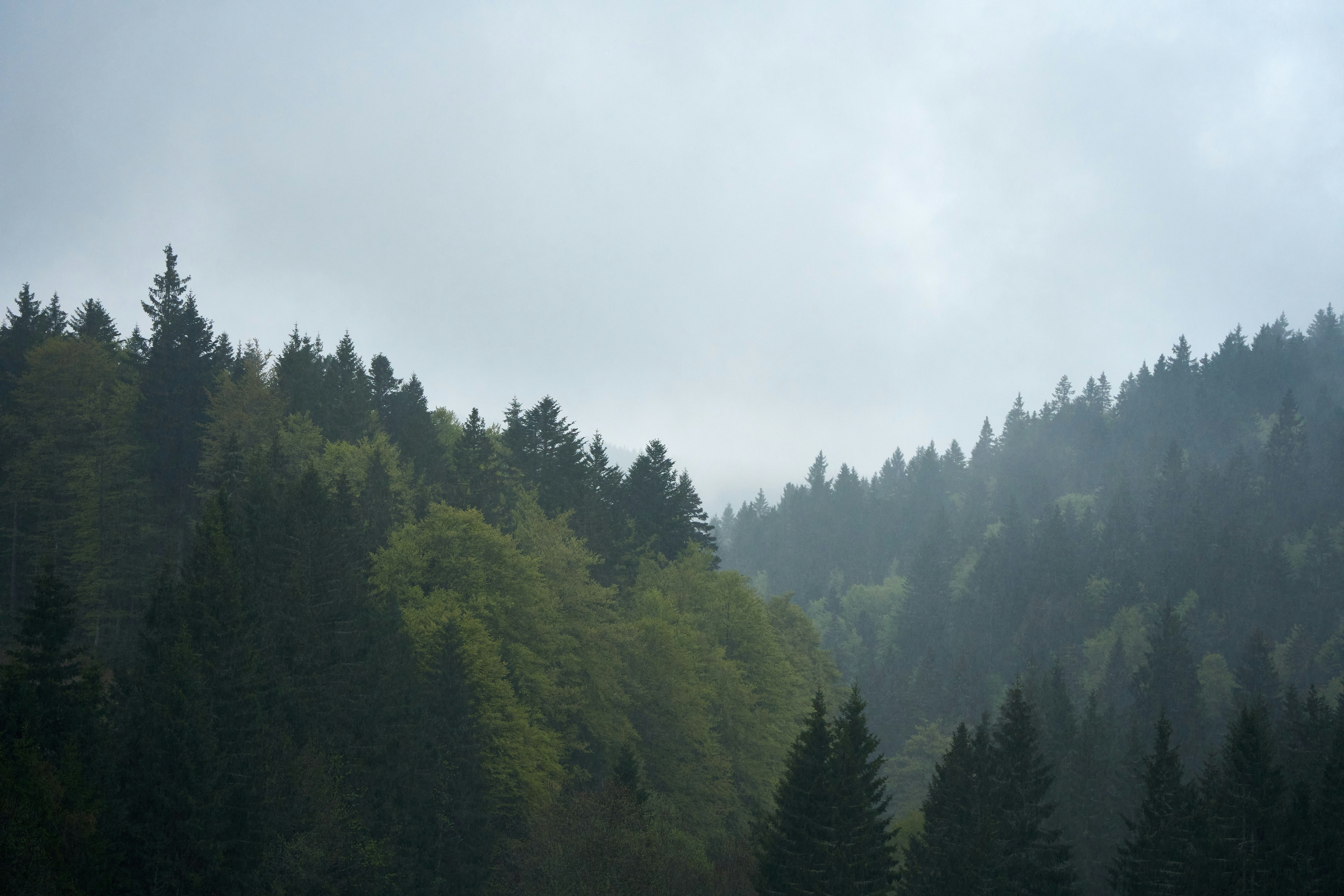 Photo by wolfgang_hasselmann