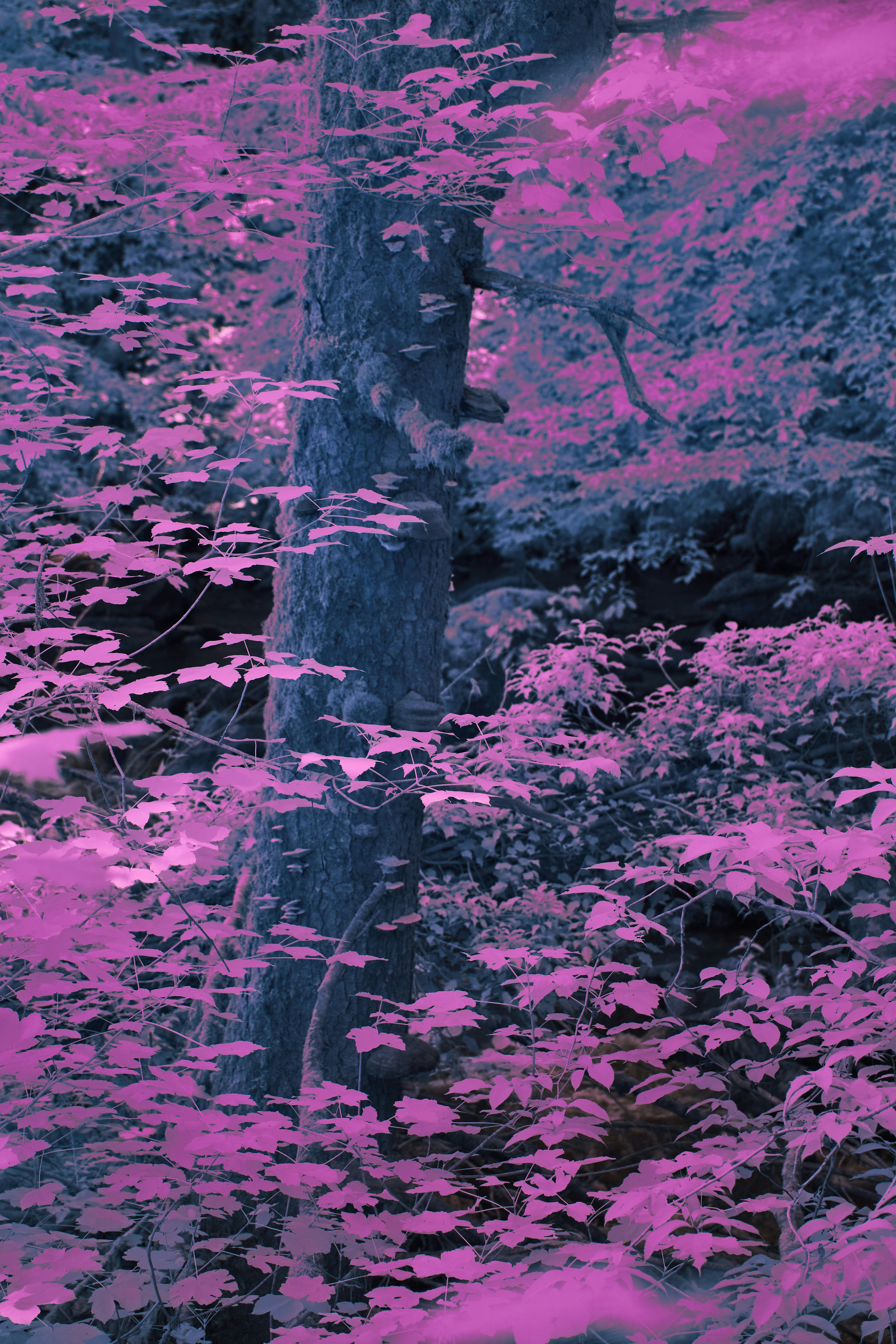 Photo by wolfgang_hasselmann