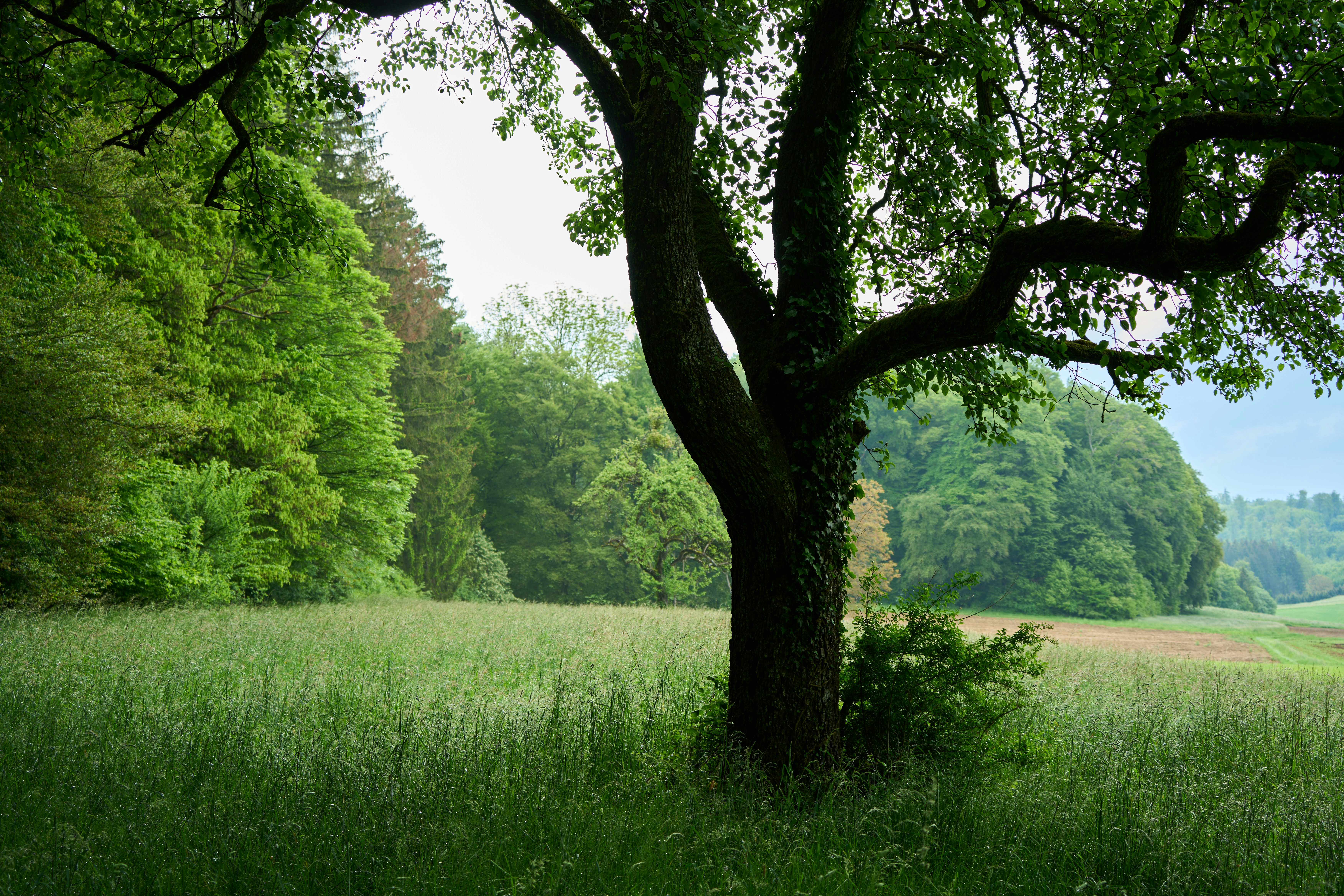 Photo by wolfgang_hasselmann