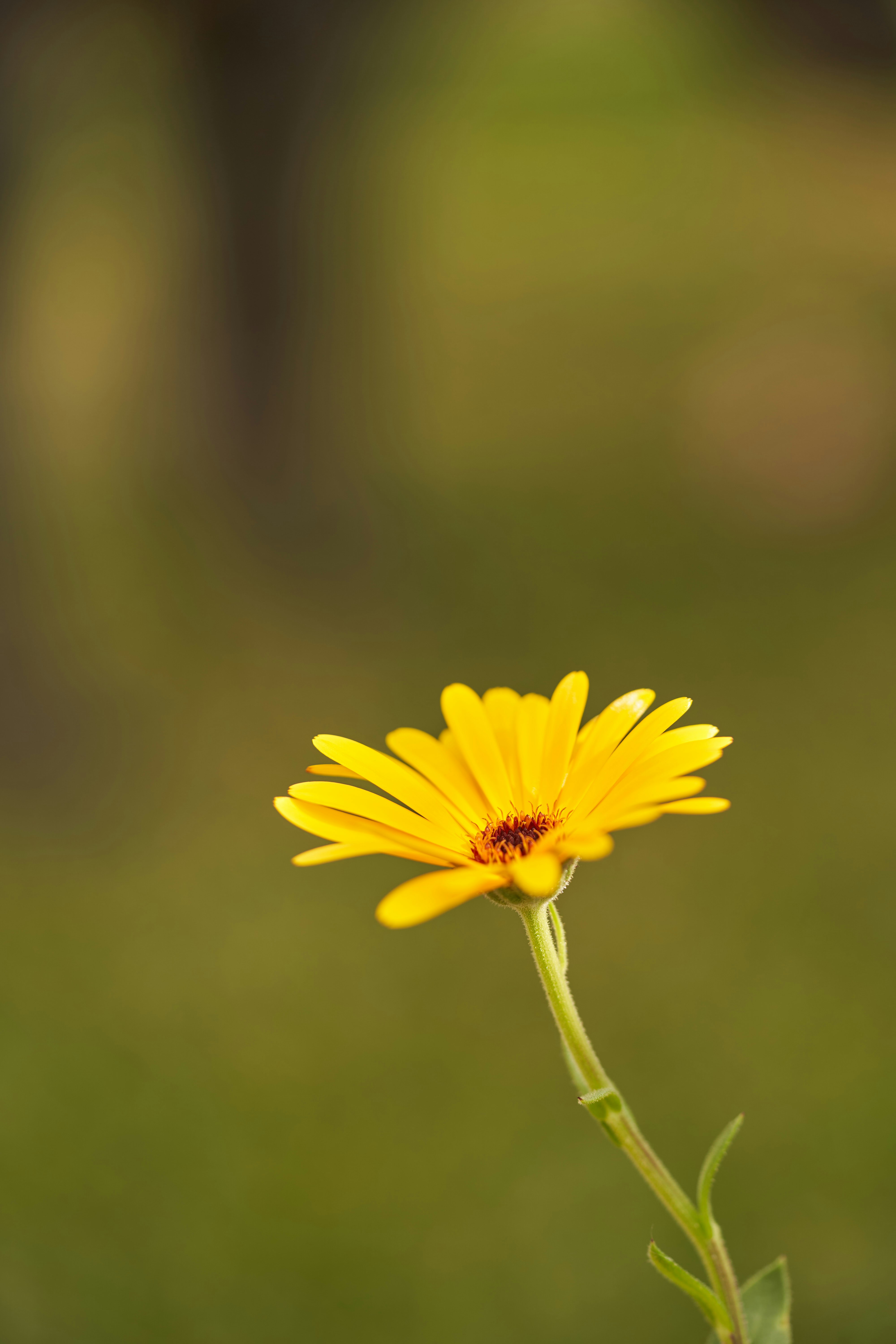 Photo by wolfgang_hasselmann