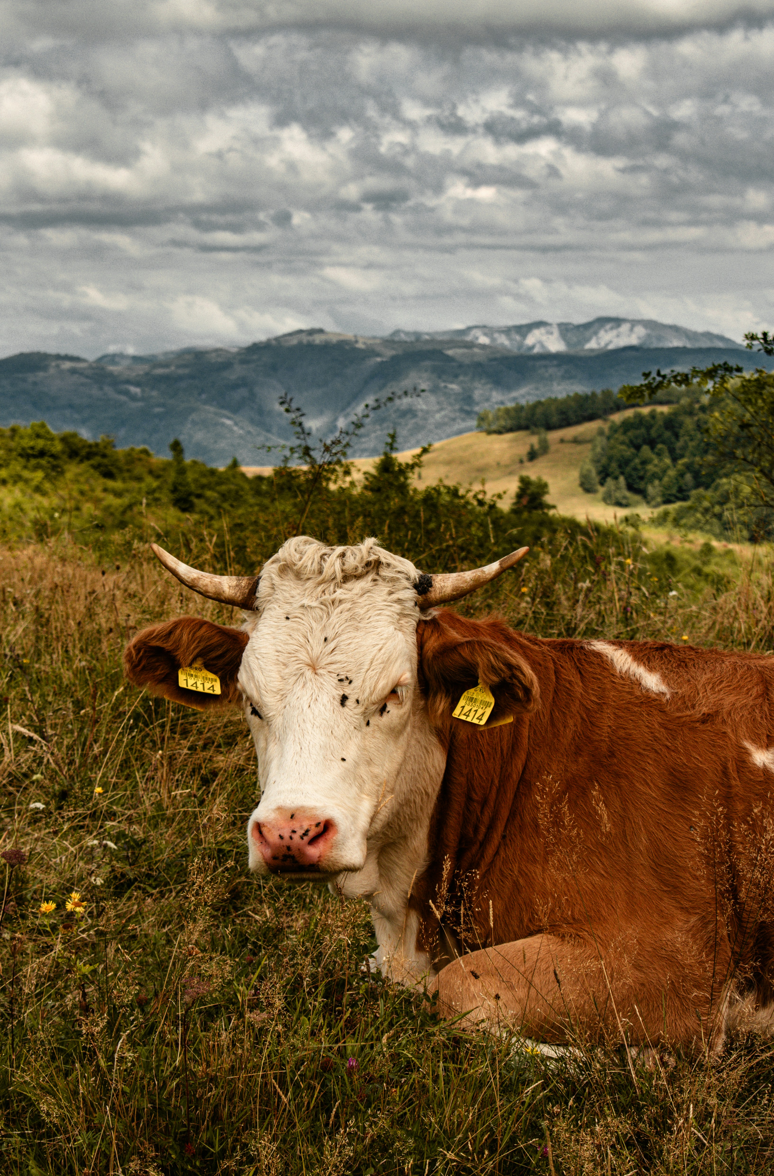 Photo by raluca_cotoara