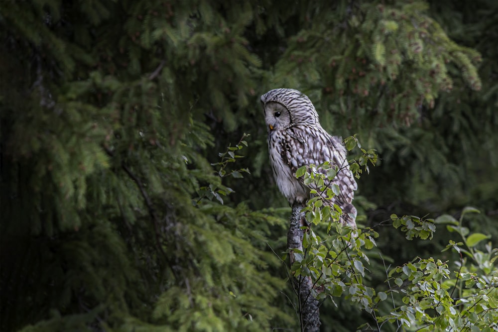 an owl is perched on a tree branch