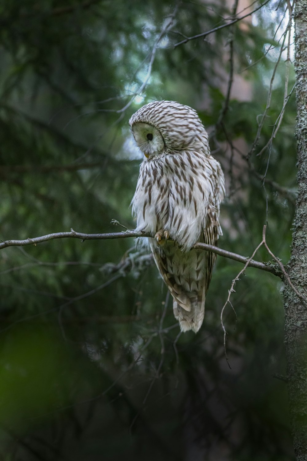 a white owl perched on a tree branch