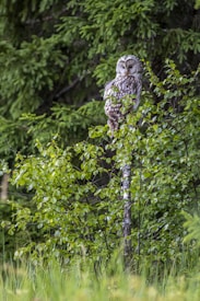 An owl is perched on a slender branch, surrounded by lush green foliage. The background consists of dense evergreen trees, creating a natural forest setting. The owl's feathers have a mix of brown and white patterns, providing effective camouflage among the leaves.
