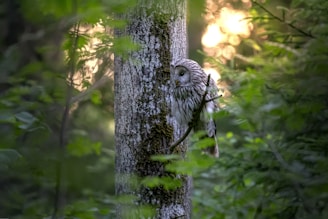An owl perched on a branch against a tree trunk, surrounded by lush green foliage in a serene forest setting.