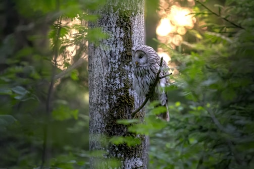 An owl perched on a branch against a tree trunk, surrounded by lush green foliage in a serene forest setting.