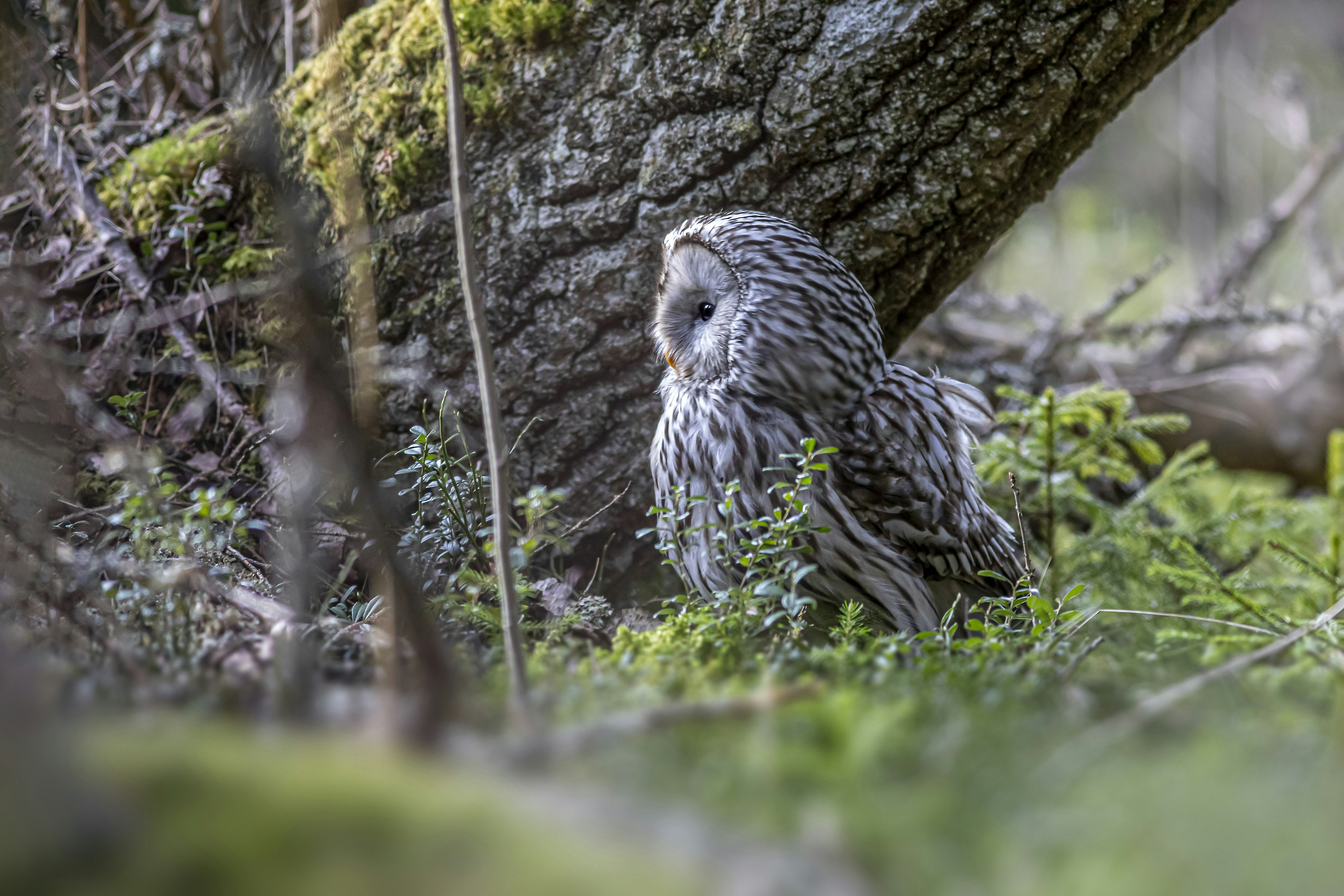 Photo by erik_karits