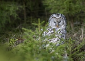 An owl with grey and white feathers perched amidst green foliage, creating a contrast with its surroundings. The owl's large, round eyes and distinct facial disk are prominent, giving it an attentive look. The dense forest setting creates a natural habitat feel.