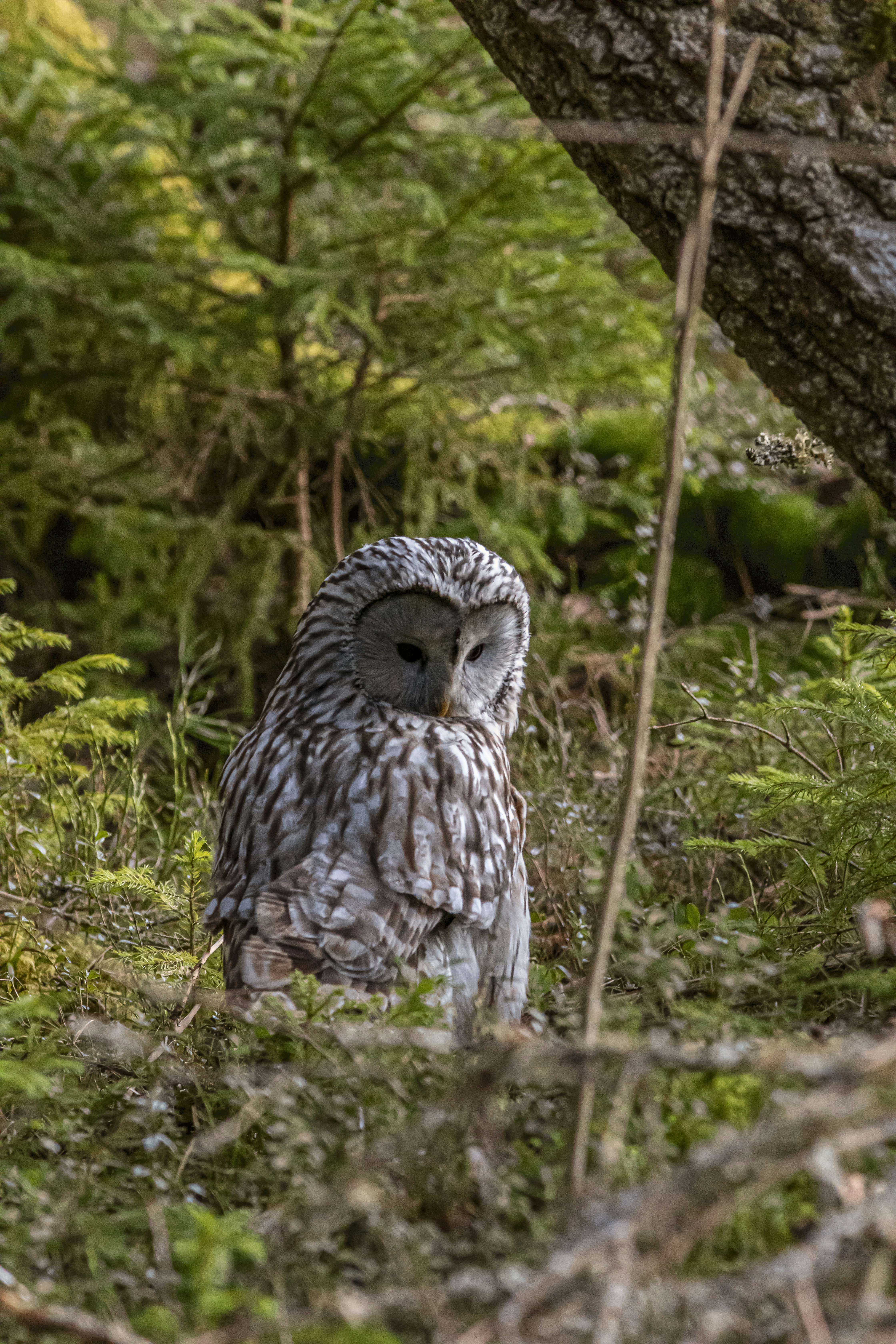 Photo by erik_karits