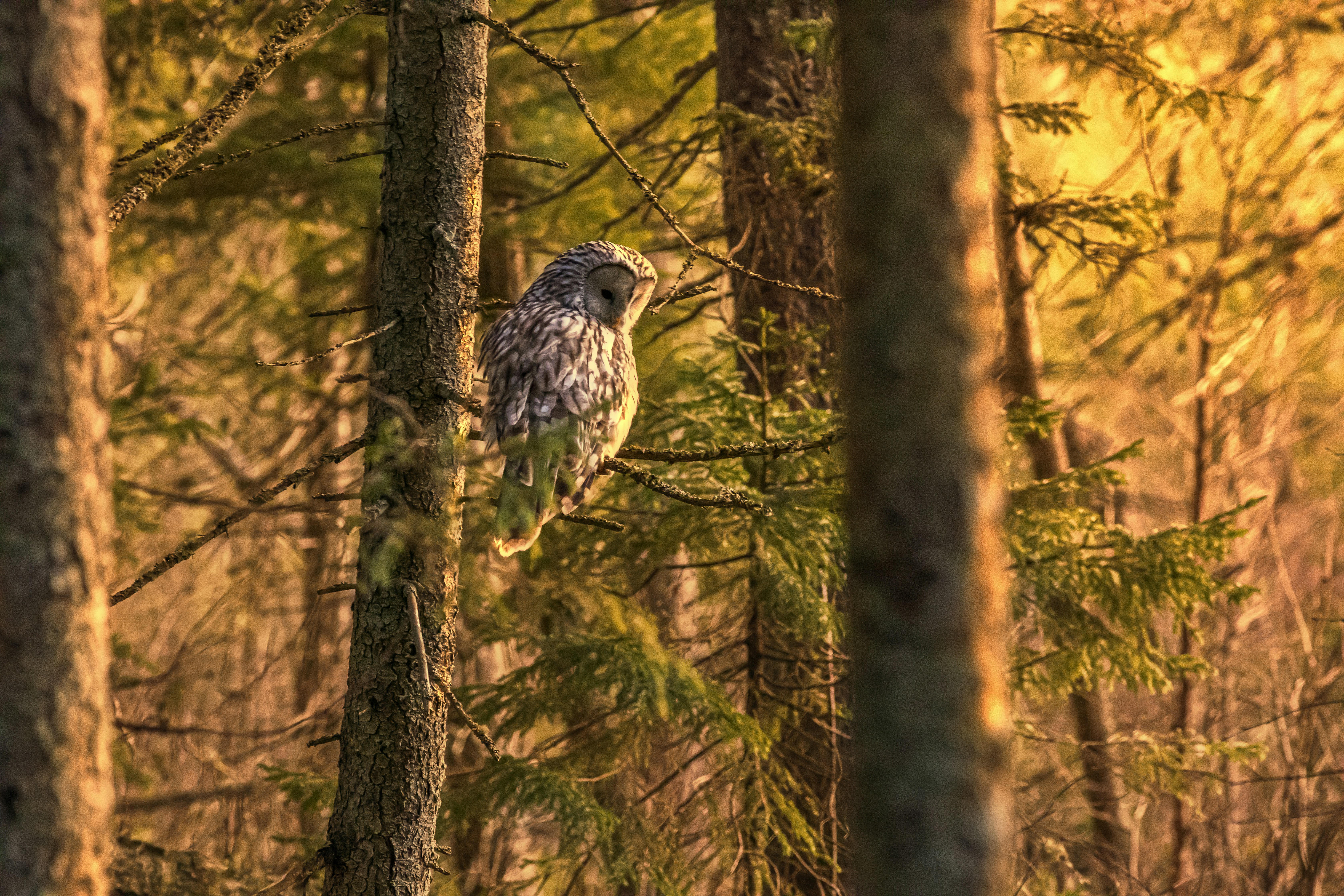 a bird perched on a tree branch in a forest