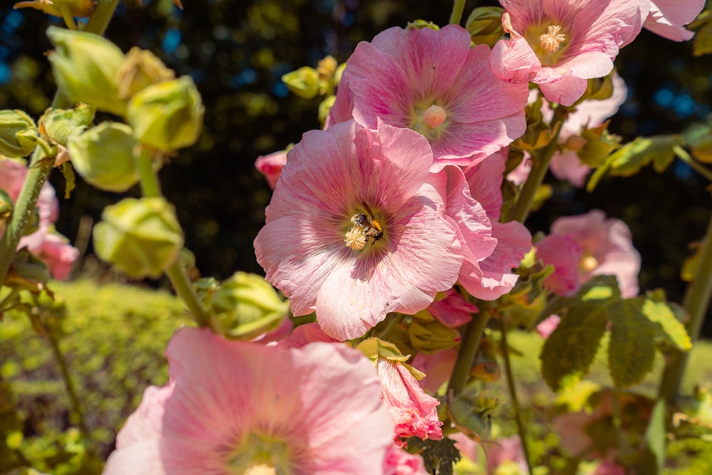 um ramo de flores cor-de-rosa que estão na grama