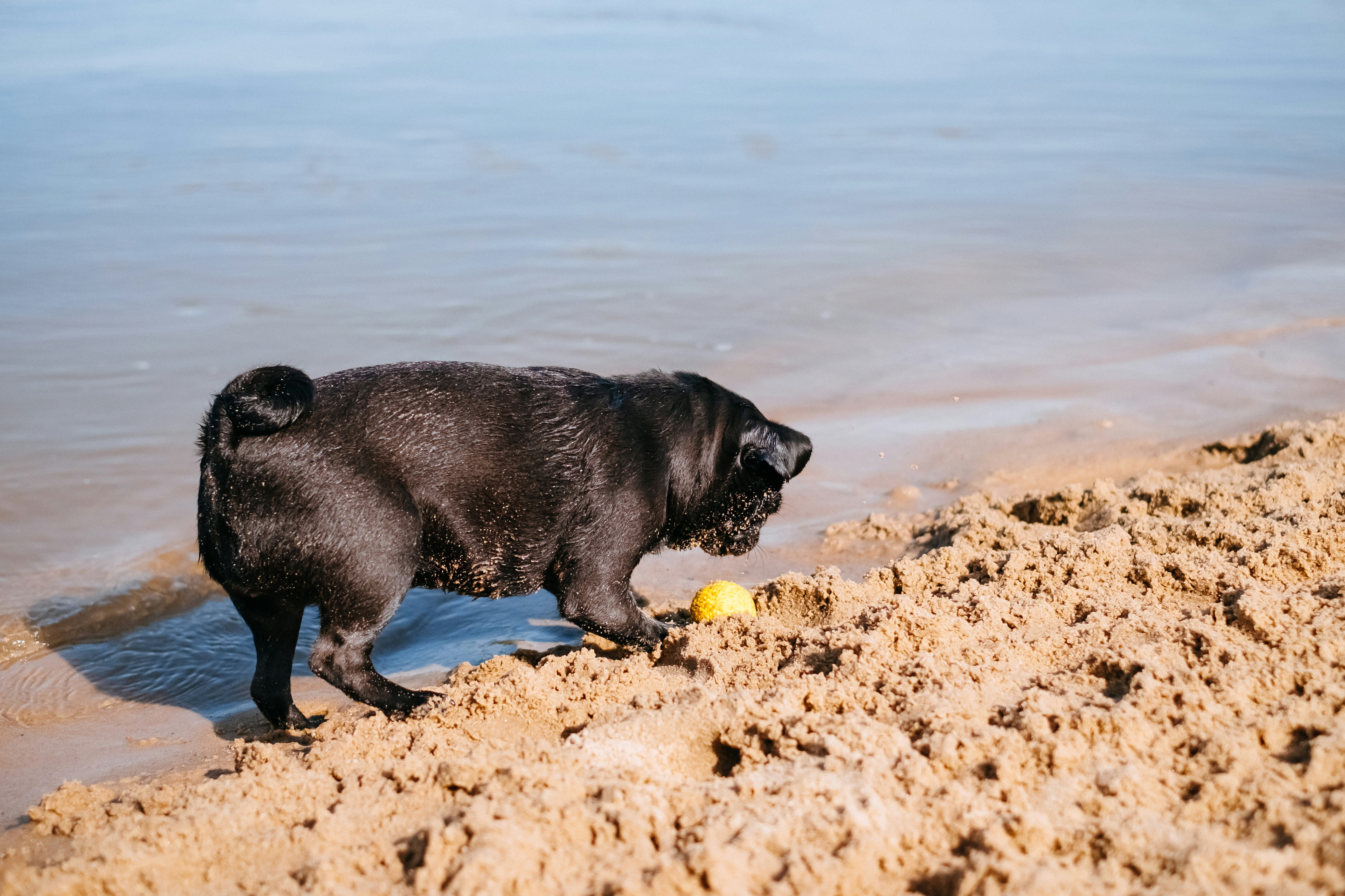 a black dog playing with a ball in the sand