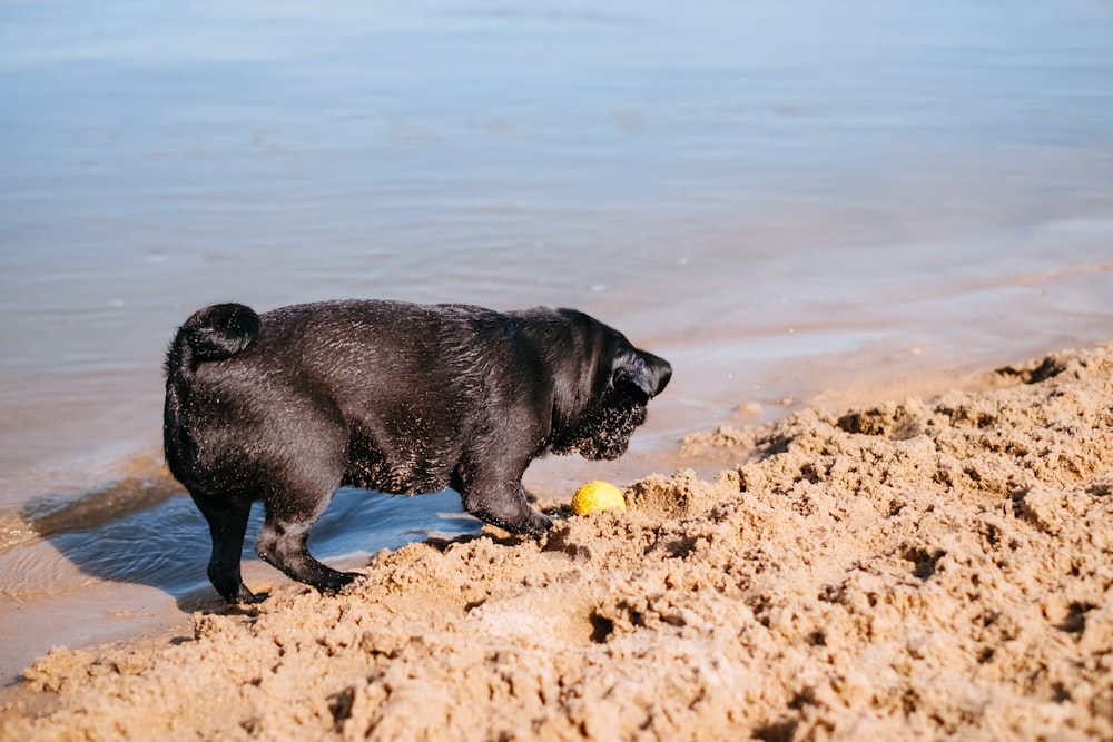 Un cane nero che gioca con una palla nella sabbia