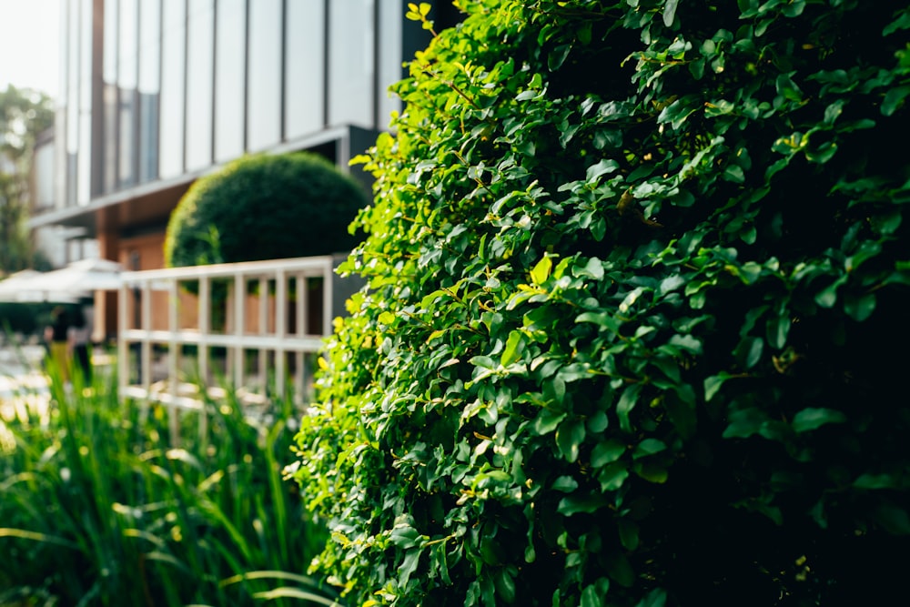 a tall green hedge next to a building