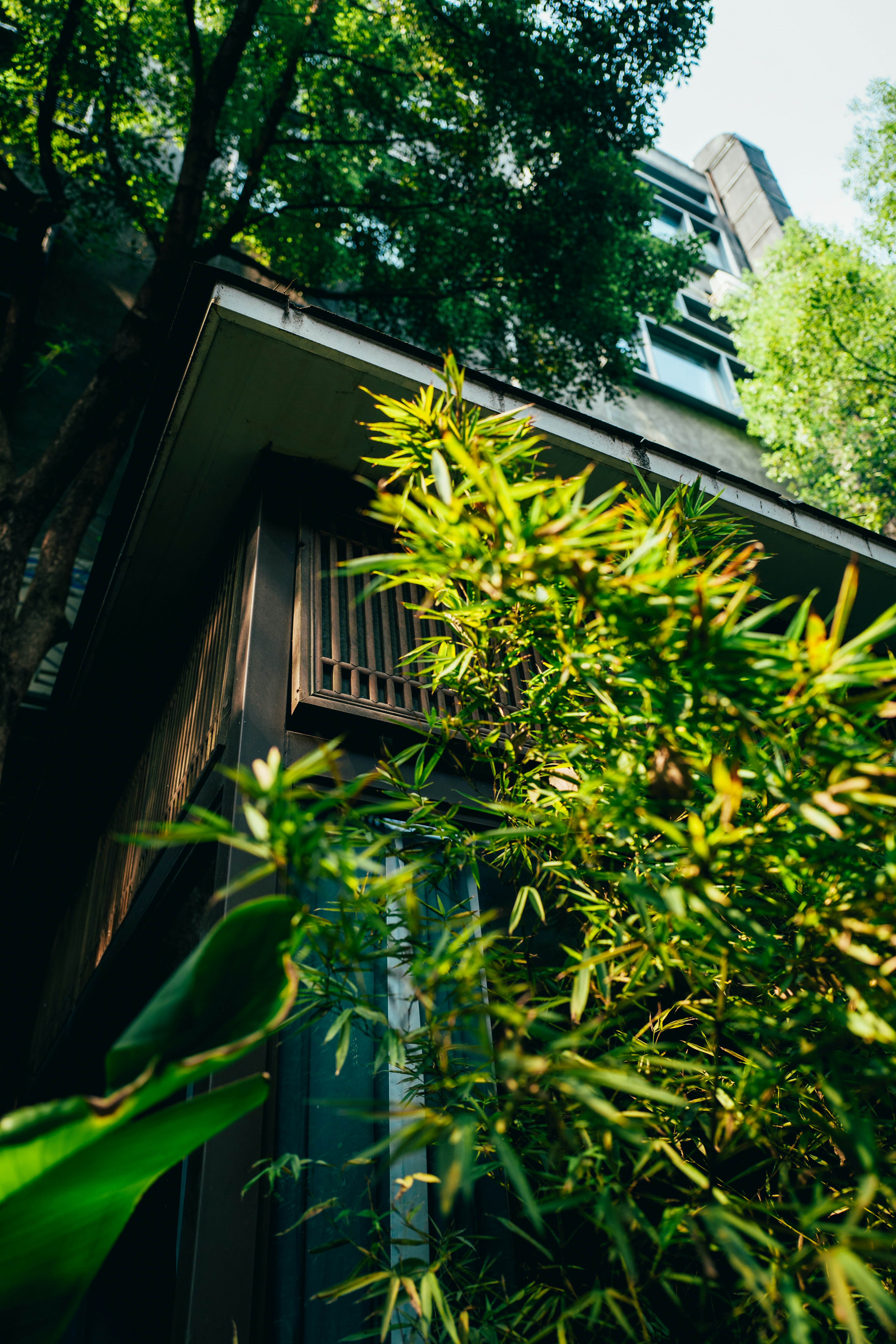 Photo by xingchenyan