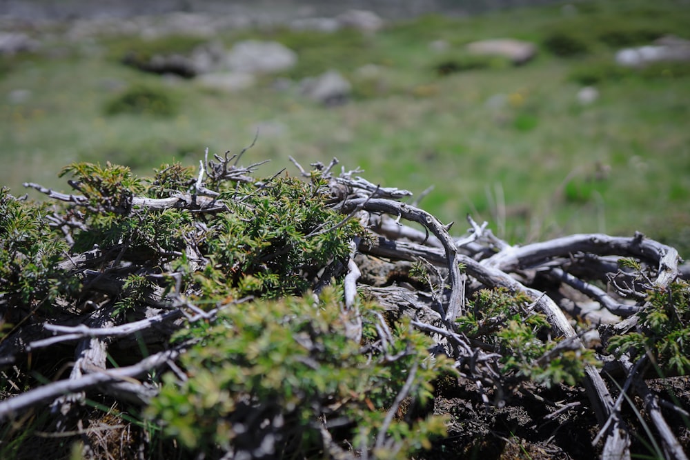 a bunch of branches that are in the grass