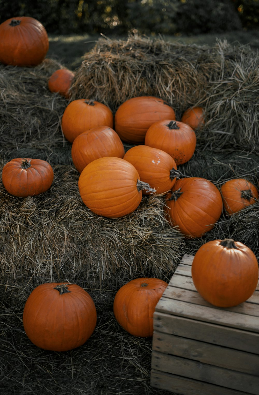 a pile of hay filled with lots of pumpkins