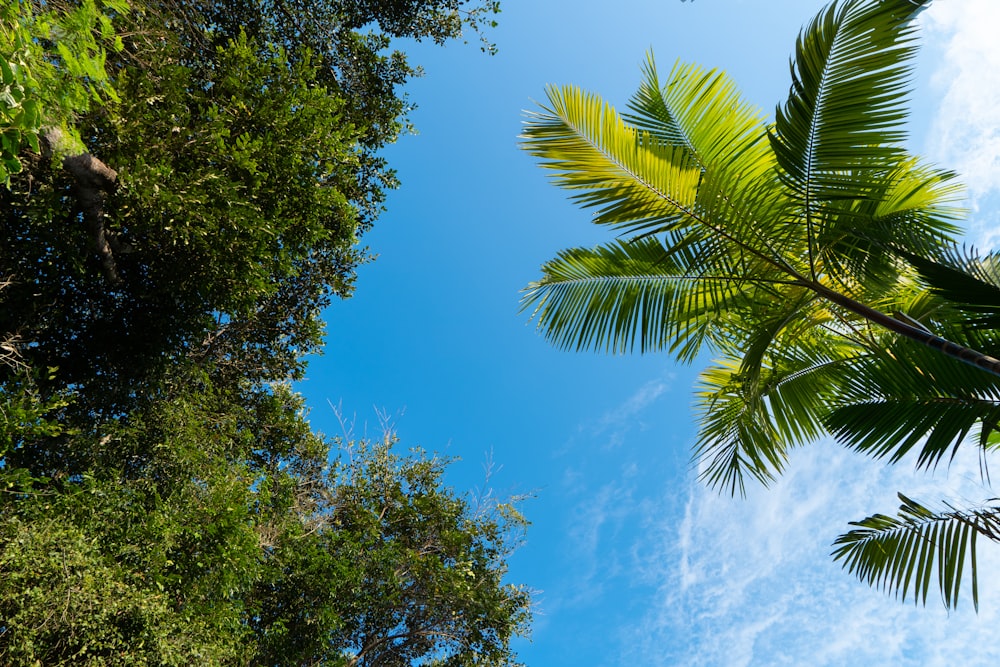 a view of a blue sky through some trees