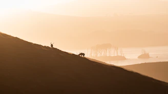 A serene sunset over a misty forest valley with a lone deer drinking from a quiet stream.