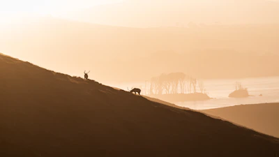 A serene river scene with a family of deer drinking quietly at sunset.