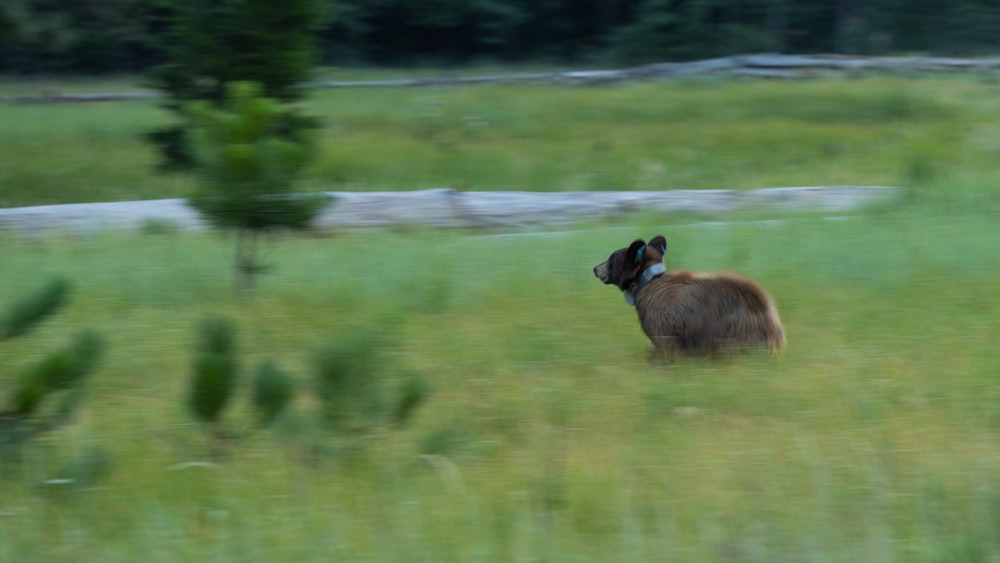 a brown animal standing in a lush green field