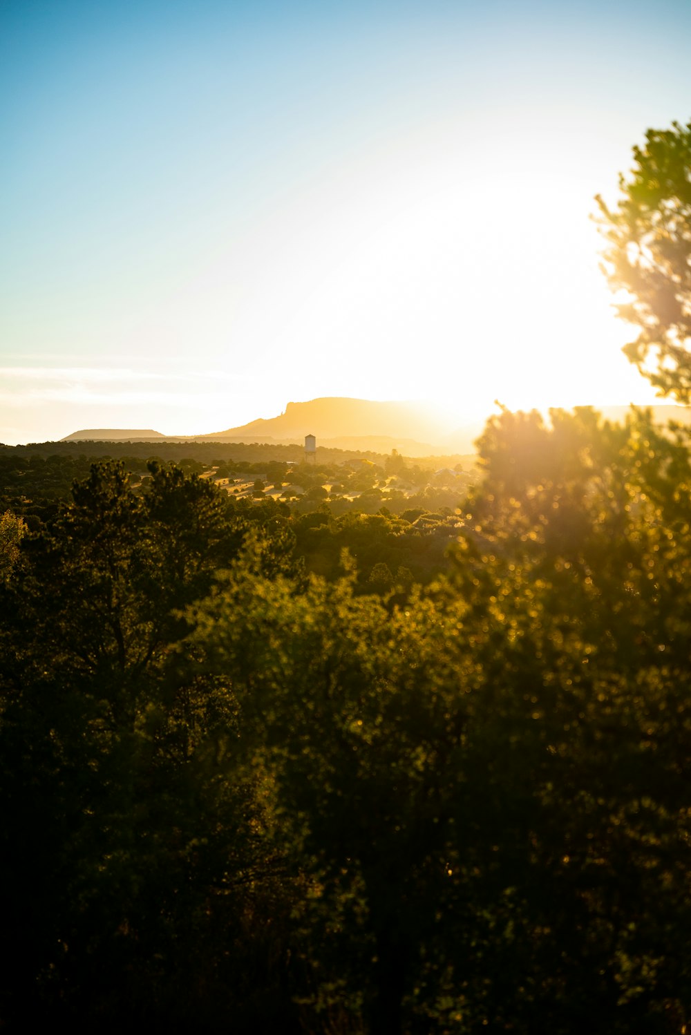 the sun shines brightly through the trees